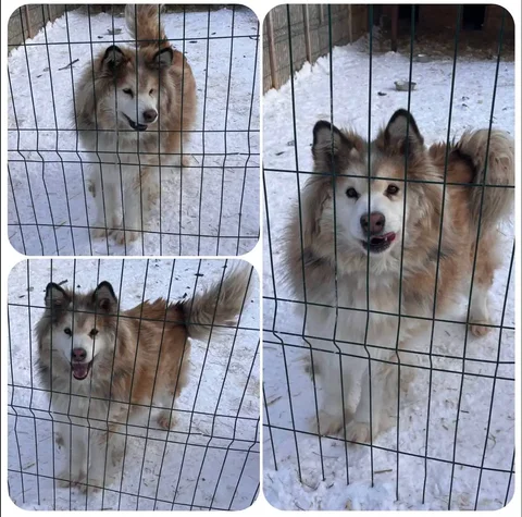 Ищу дом для кобеля Умки - Животные в Тюмень