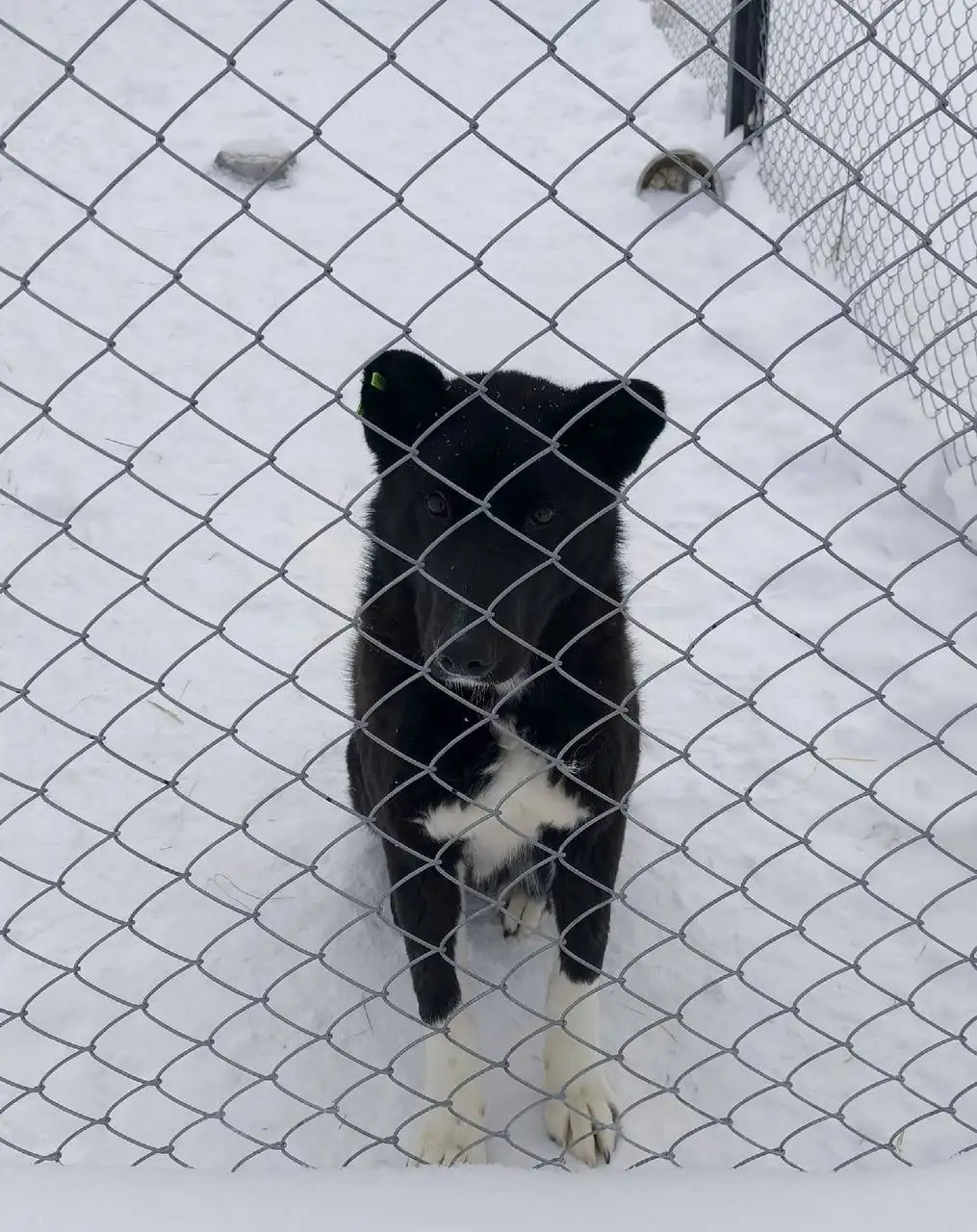 Слоник крупный, нужен дом и человек - Собаки (Животные) в Тюмень