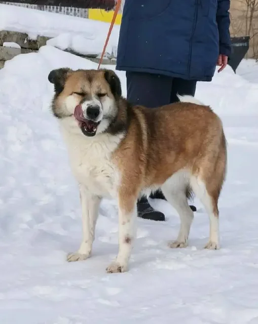 Леди ждет своего человека в приюте Тюмень - Собаки в Тюмень