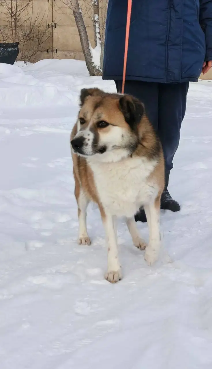 Леди ждет своего человека в приюте Тюмень - Собаки (Животные) в Тюмень