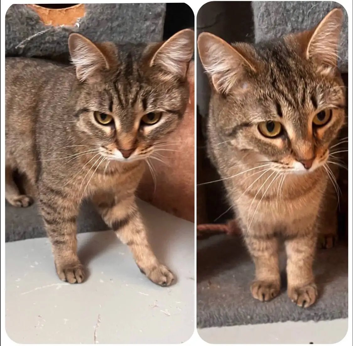 Кошечка Сьюзи ищет семью - Кошки (Животные) в Тюмень