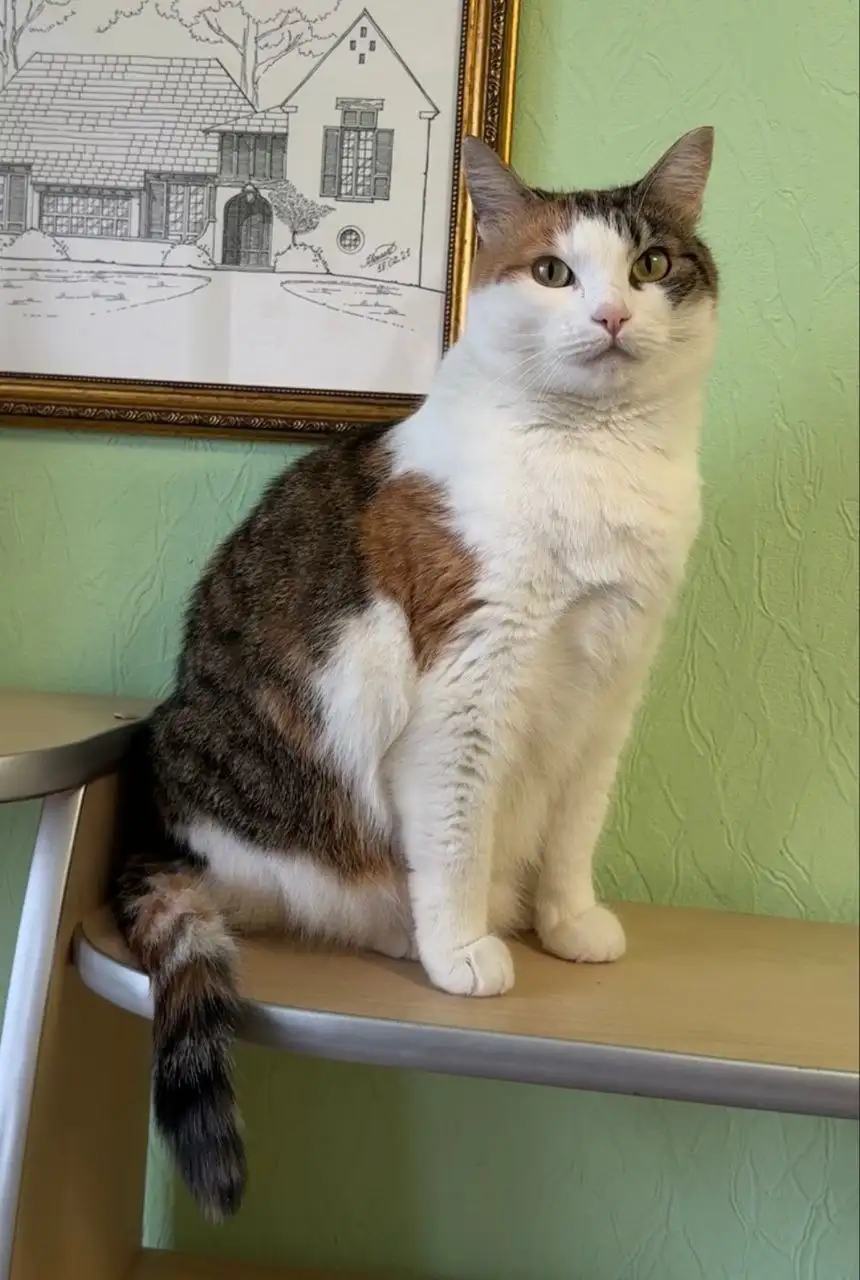 Кошка Тамиса ищет дом - Кошки (Животные) в Тюмень