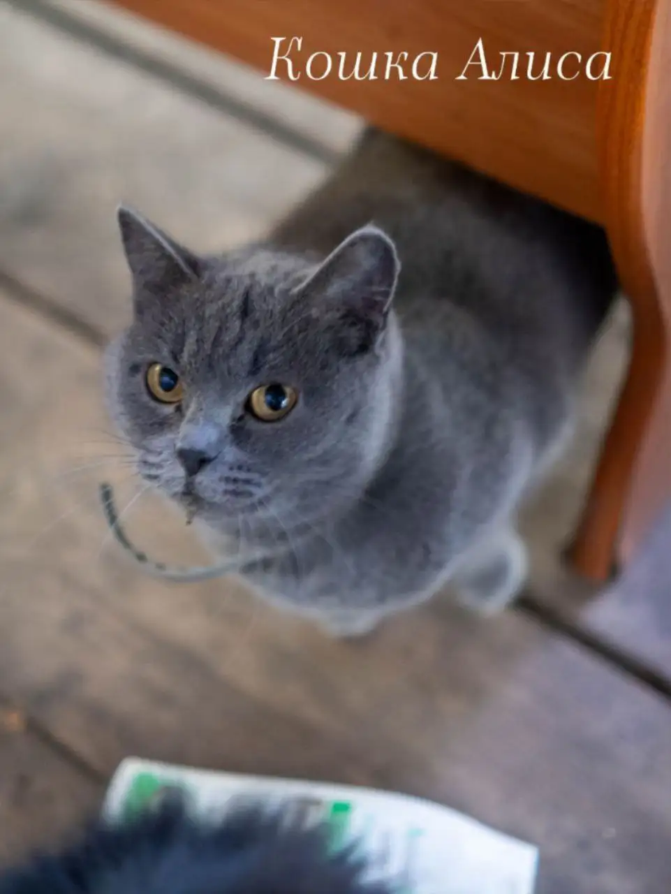 Кошка Алиса ищет любящую семью - Кошки (Животные) в Тюмень