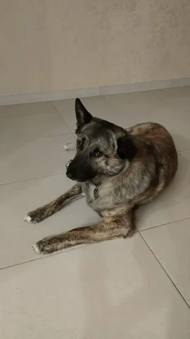 Потеряна собака породы Барон в Тюмени - частное объявление в Тюмень