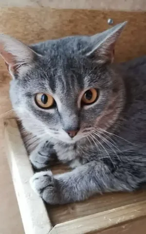 Воспитанная кошечка Брианна ищет дом - Птица в Тюмень