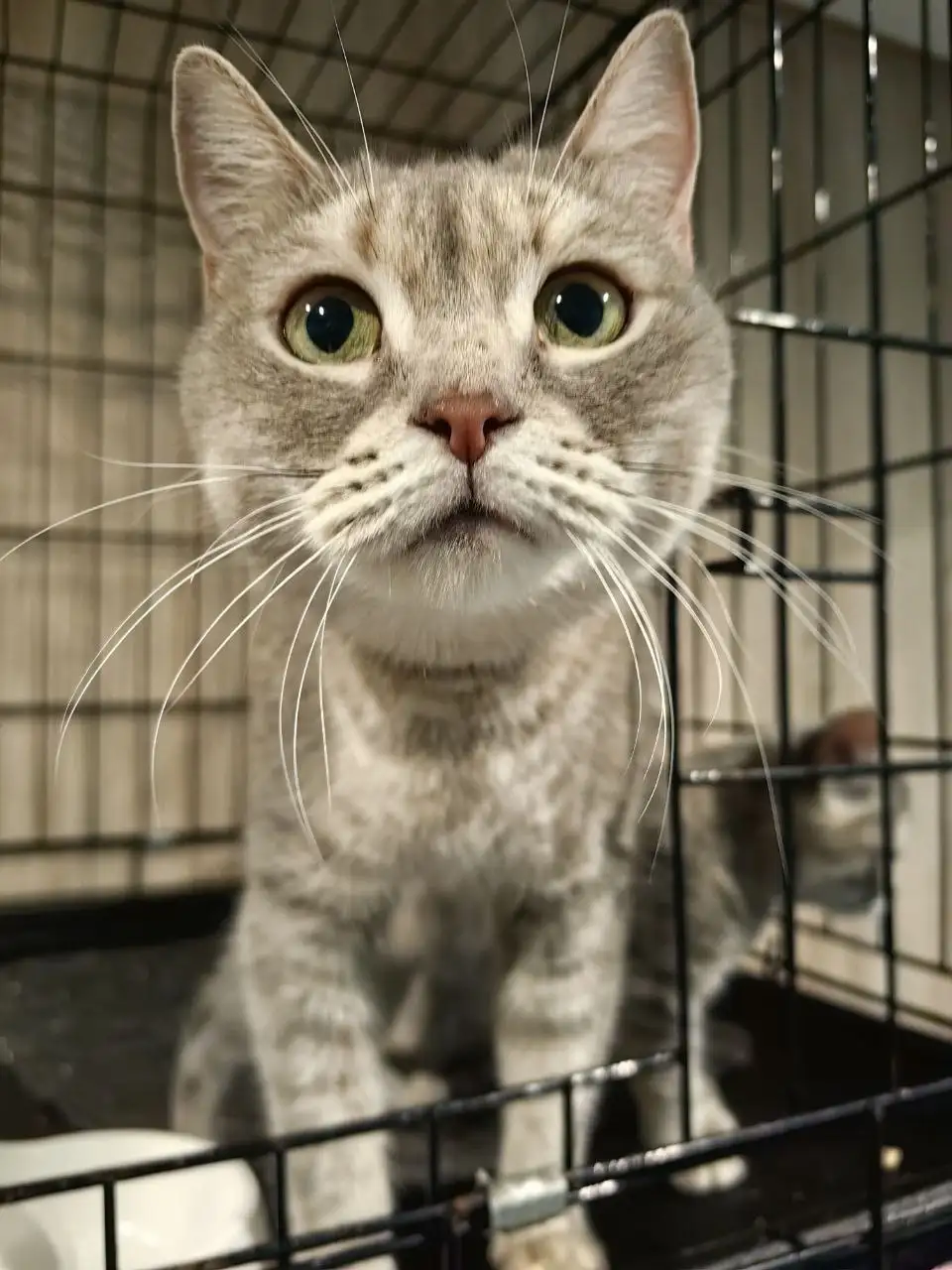 Кошка Тара ищет дом - Кошки (Животные) в Тюмень