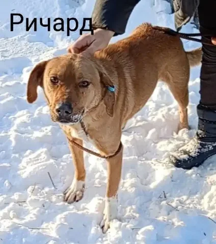 Питомец Ричард ищет дом - частное объявление в Тюмень