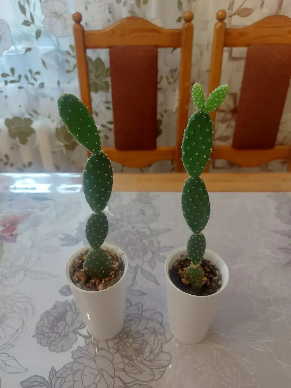 Опунция кактус 30 см высота - Растения (Барахолка) в Тюмень