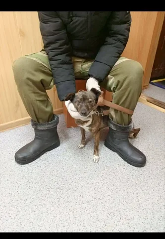 Срочно ищу дом для собаки из приюта в Ялуторовске - частное объявление в Ялуторовск