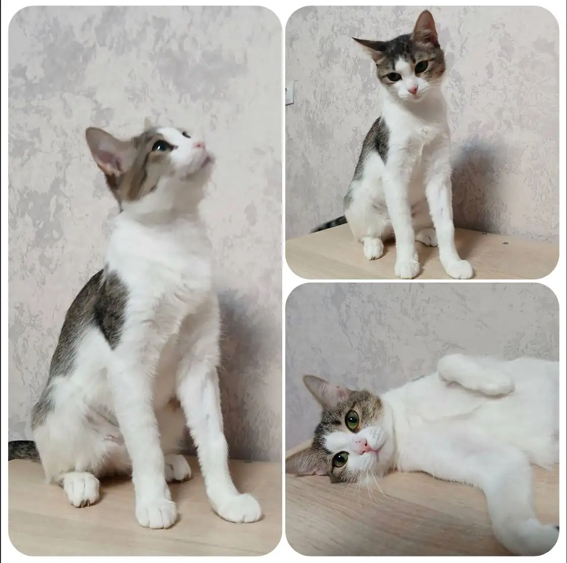 Дуся ищет дом - Кошки (Животные) в Тюмень