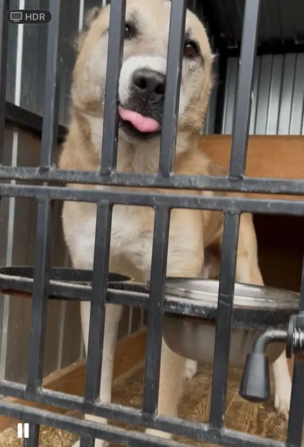 Алабай нуждается в любящем хозяине - частное объявление в Тюмень