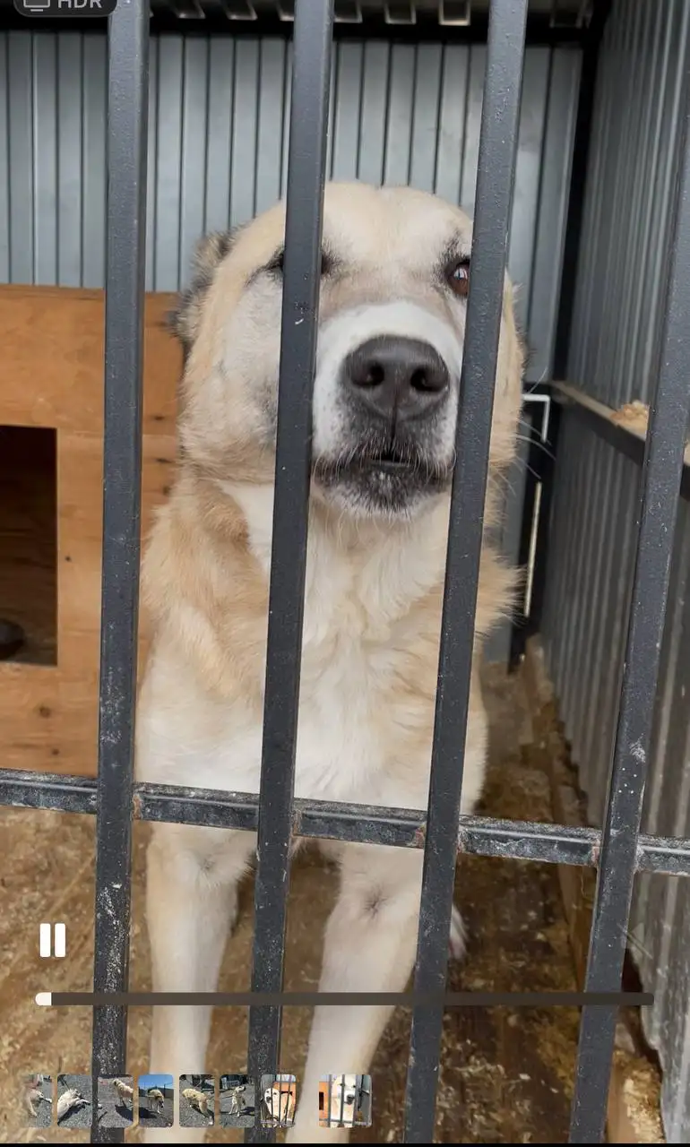 Алабай нуждается в любящем хозяине - Собаки (Животные) в Тюмень