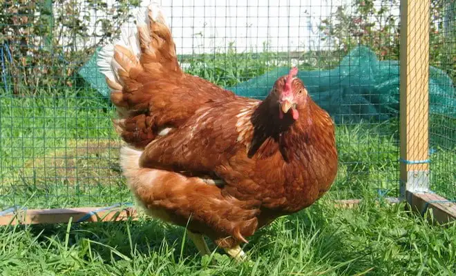 Продажа кур молодок разных пород - Птица (Животные) в Тюмень