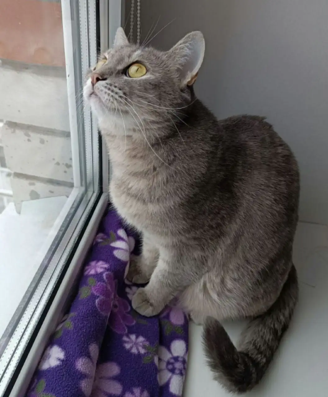 Кошка Маркиза для усыновления - Кошки (Животные) в Тюмень