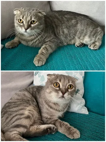 Кошечка АЙЛИ ищет дом - частное объявление в Тюмень