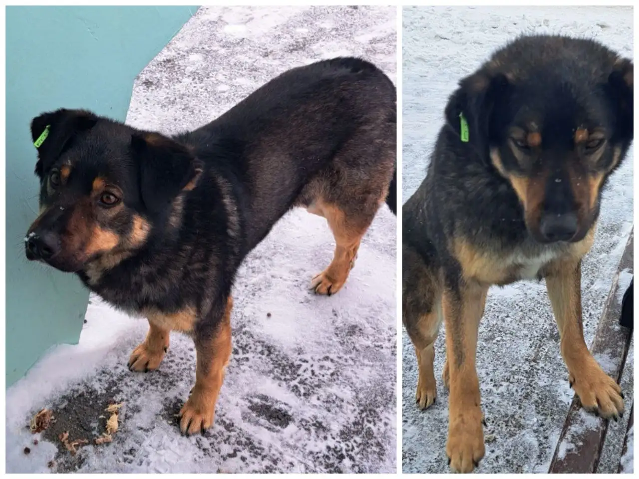 Барбос ищет хозяина - Собаки (Животные) в Тюмень