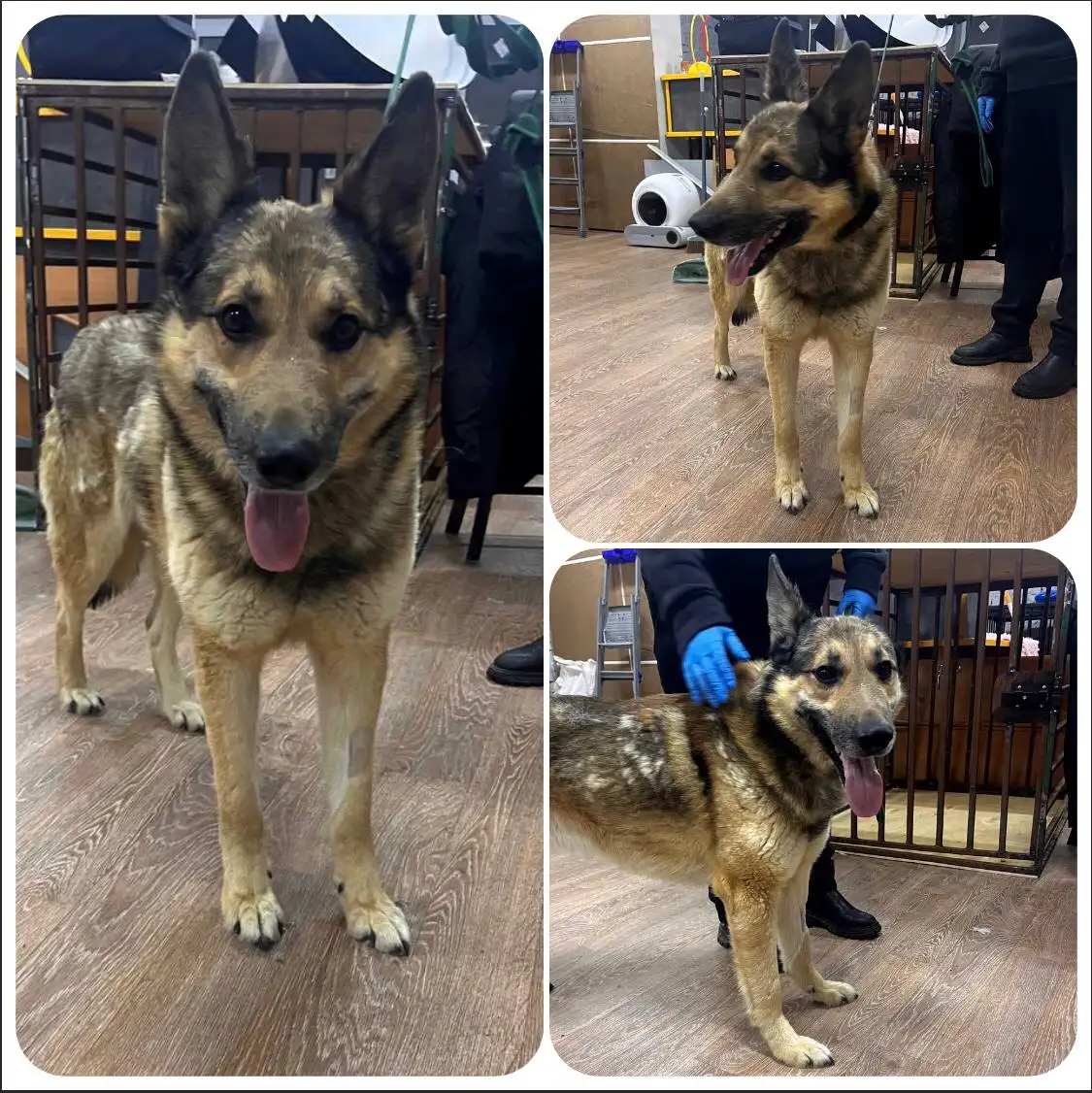 Ищу дом для кастрированного и привитого кота Грея - Кошки (Животные) в Тюмень