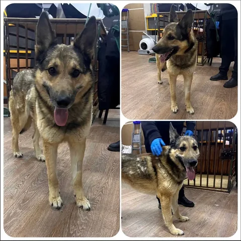 Ищу дом для кастрированного и привитого кота Грея - Кошки в Тюмень