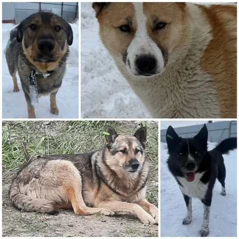 Срочно ищем дом для собак - Животные в Тюмень