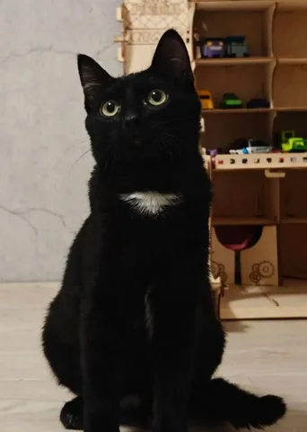 Милый котёнок Красавчик ищет хозяев - Кошки в Тюмень