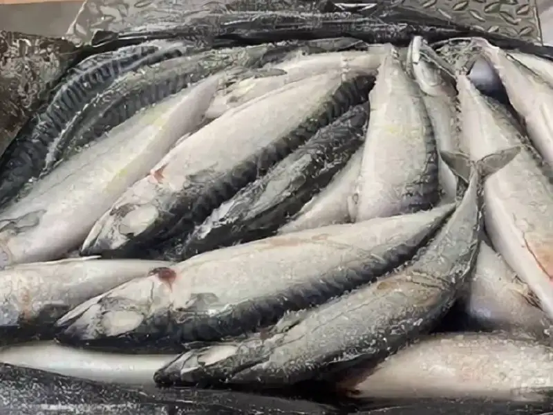 Скумбрия свежемороженая крупная в Тюмени - Продукты питания (Барахолка) в Тюмень
