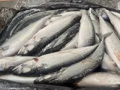 Скумбрия свежемороженая крупная в Тюмени - Мангальные комплексы в Тюмень