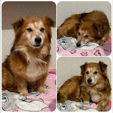 Фунтик ищет дом - Сельскохозяйственные животные в Тюмень