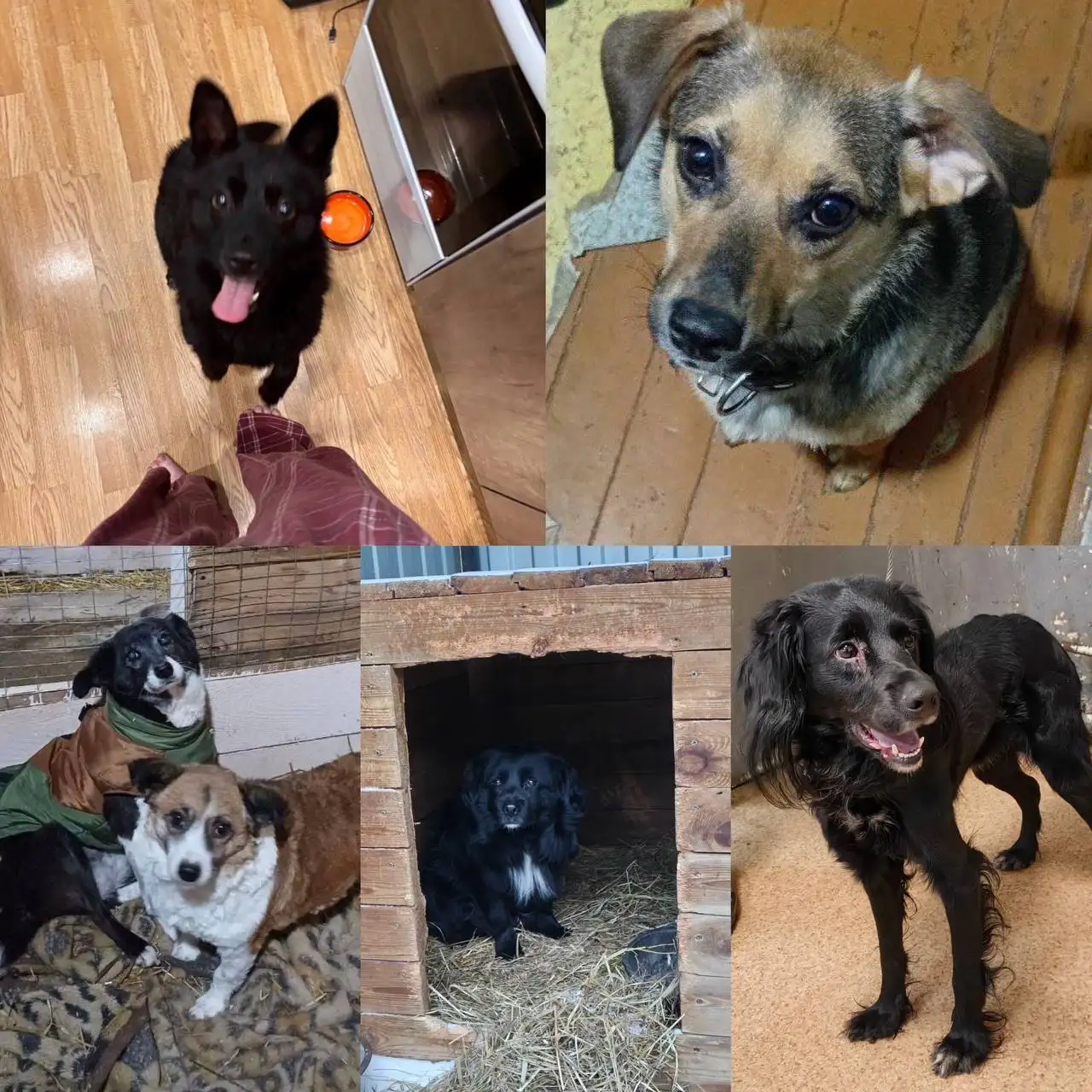 Собаки из приюта для домашнего содержания - Собаки (Животные) в Тюмень