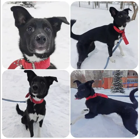 Продажа котенка Молли - Сельскохозяйственные животные в Тюмень