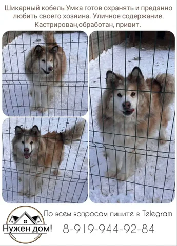 Продажа товара - Электротранспорт в Тюмень