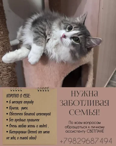 Котенок - Сельскохозяйственные животные в Тюмень