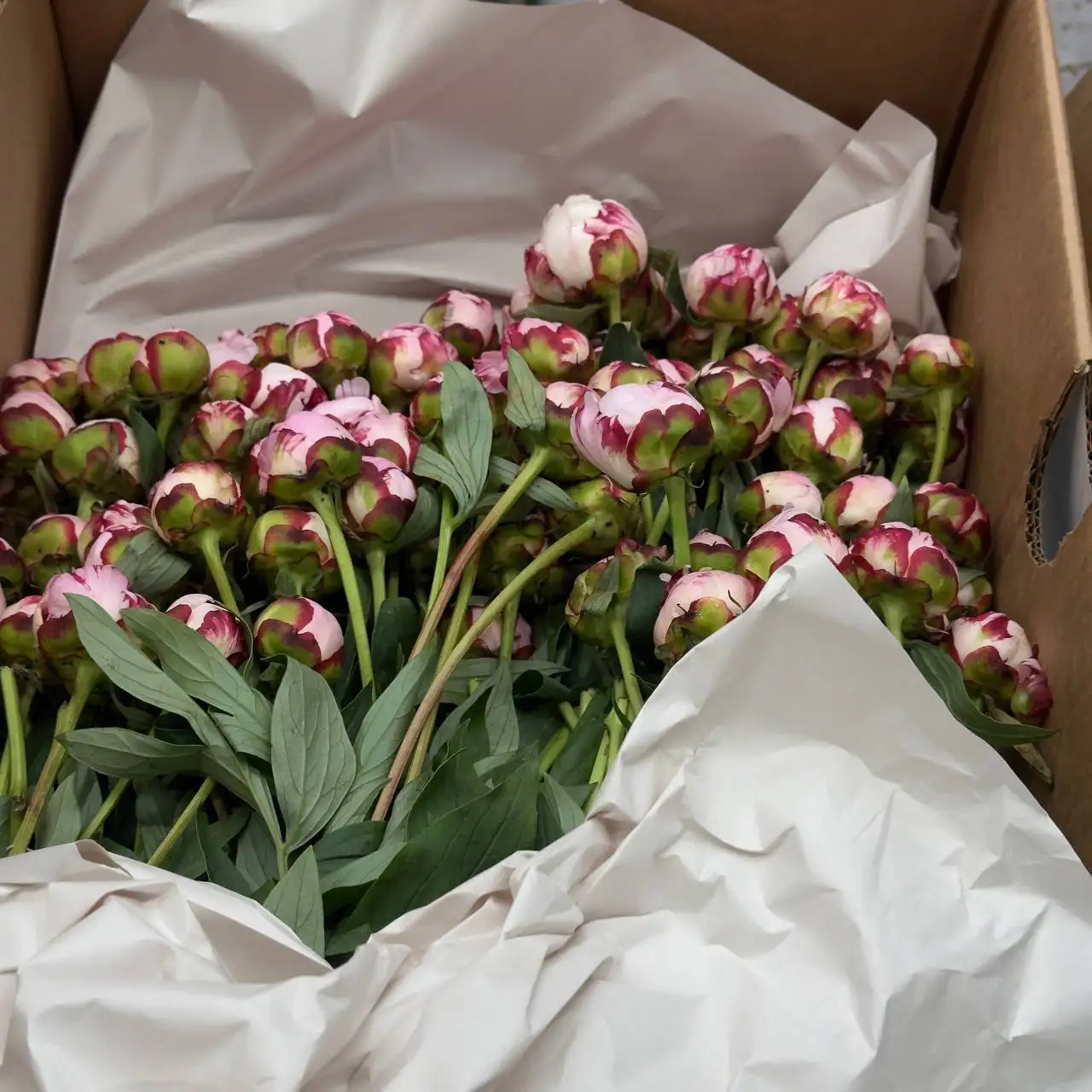 Пион Катарина Фонтейн в наличии - Цветы (Хобби и отдых) в Тюмень