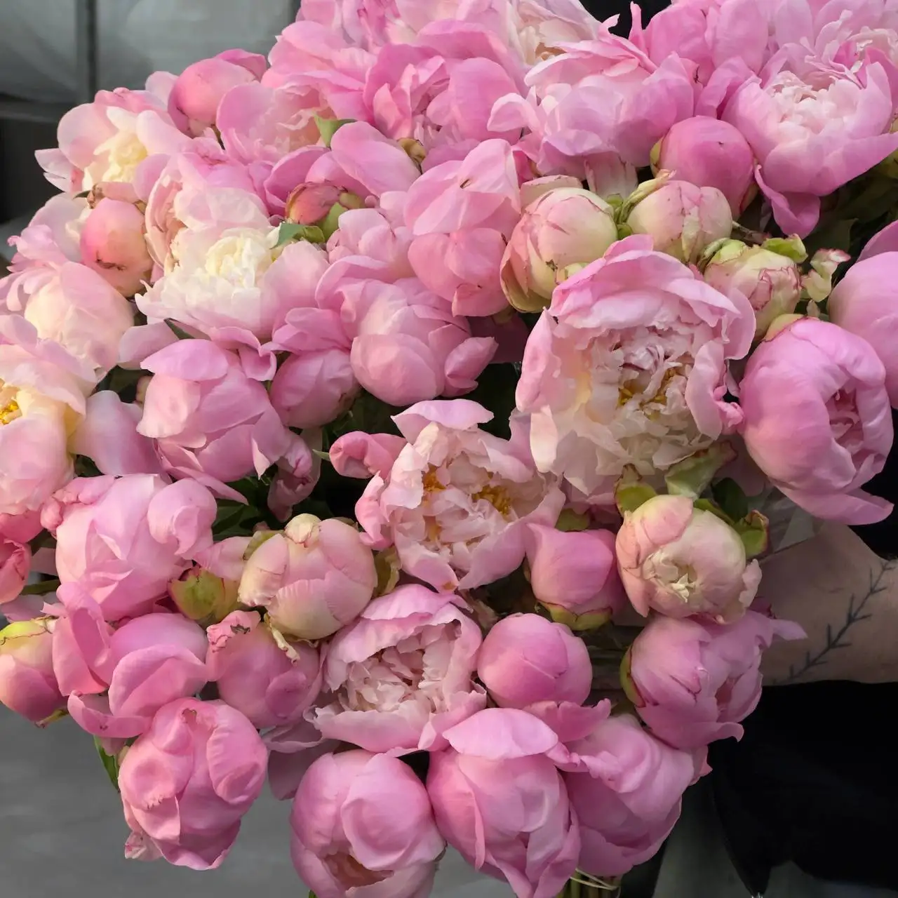 Пион Катарина Фонтейн в наличии - Цветы (Хобби и отдых) в Тюмень