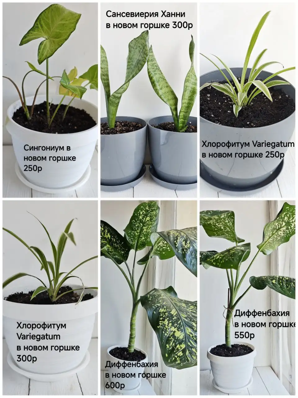 Продажа укоренённых комнатных растений в Тюмени - Растения (Барахолка) в Тюмень