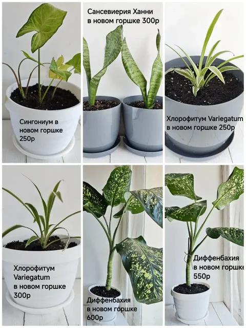 Продажа укоренённых комнатных растений в Тюмени - Растения/Семена в Тюмень