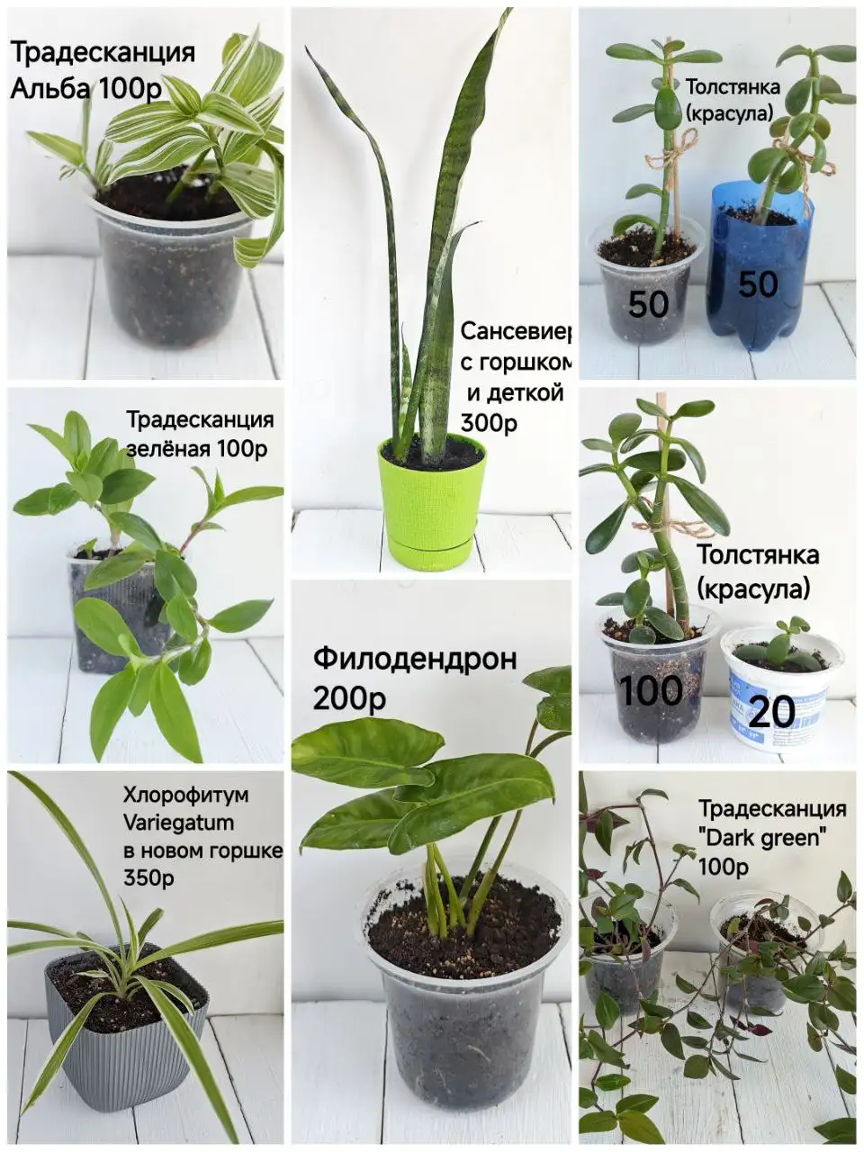 Продажа укоренённых комнатных растений в Тюмени - Растения (Барахолка) в Тюмень