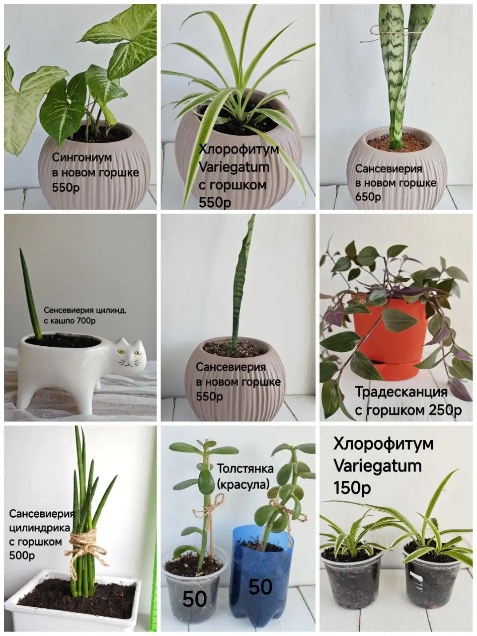 Продажа укоренённых комнатных растений в Тюмени - Растения (Барахолка) в Тюмень