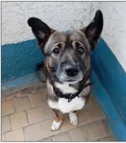 Срочно ищут дом для собаки из неблагополучной семьи - Сельскохозяйственные животные в Тюмень