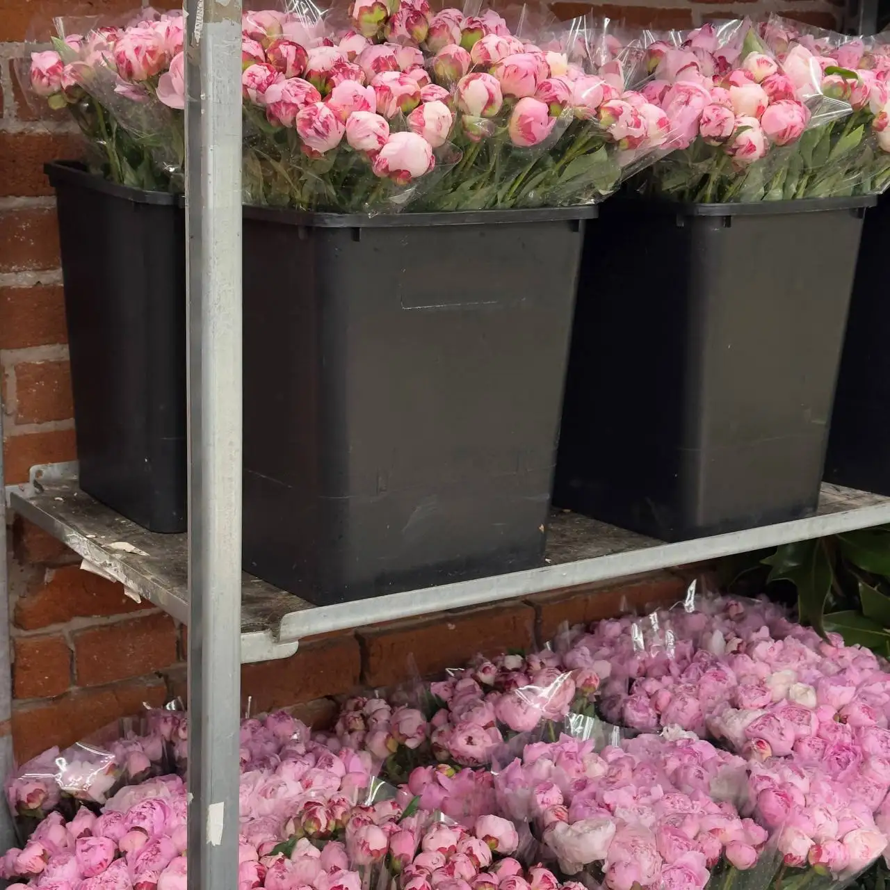 Букеты пионов Катарина Фонтейн - Цветы (Барахолка) в Тюмень