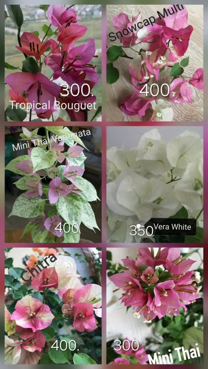 Бугенвиллия черенки - Растения (Хобби и отдых) в Тюмень