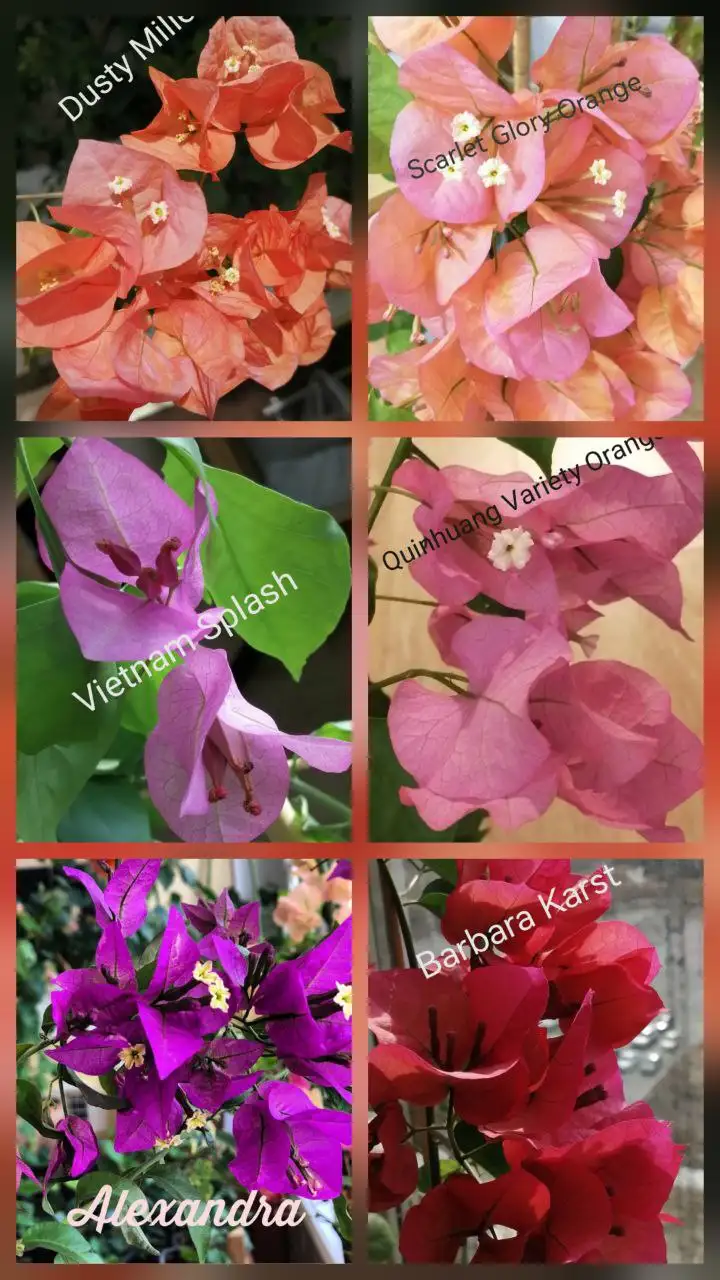 Бугенвиллия черенки - Растения (Хобби и отдых) в Тюмень