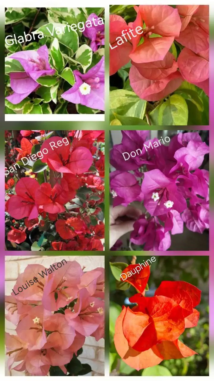 Бугенвиллия черенки - Растения (Хобби и отдых) в Тюмень