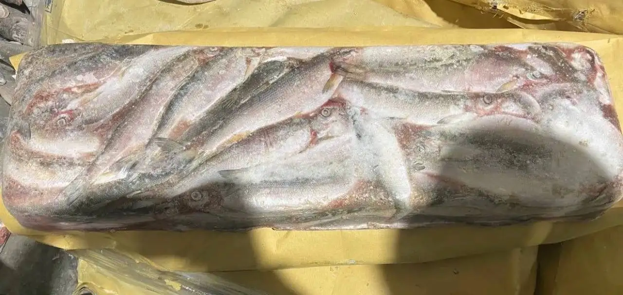 Ряпушка пластовая из Якутии - Рыба и морепродукты (Барахолка) в Тюмень