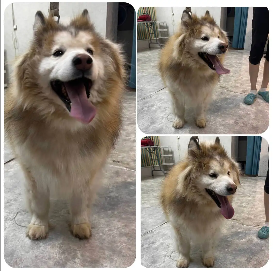 Умка - собака для охраны - Собаки (Животные) в Тюмень