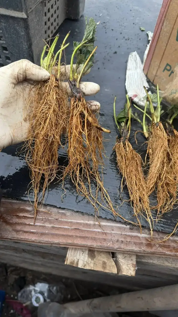 Рассада сортовой клубники с открытой корневой системой - Рассада (Барахолка) в Тюмень