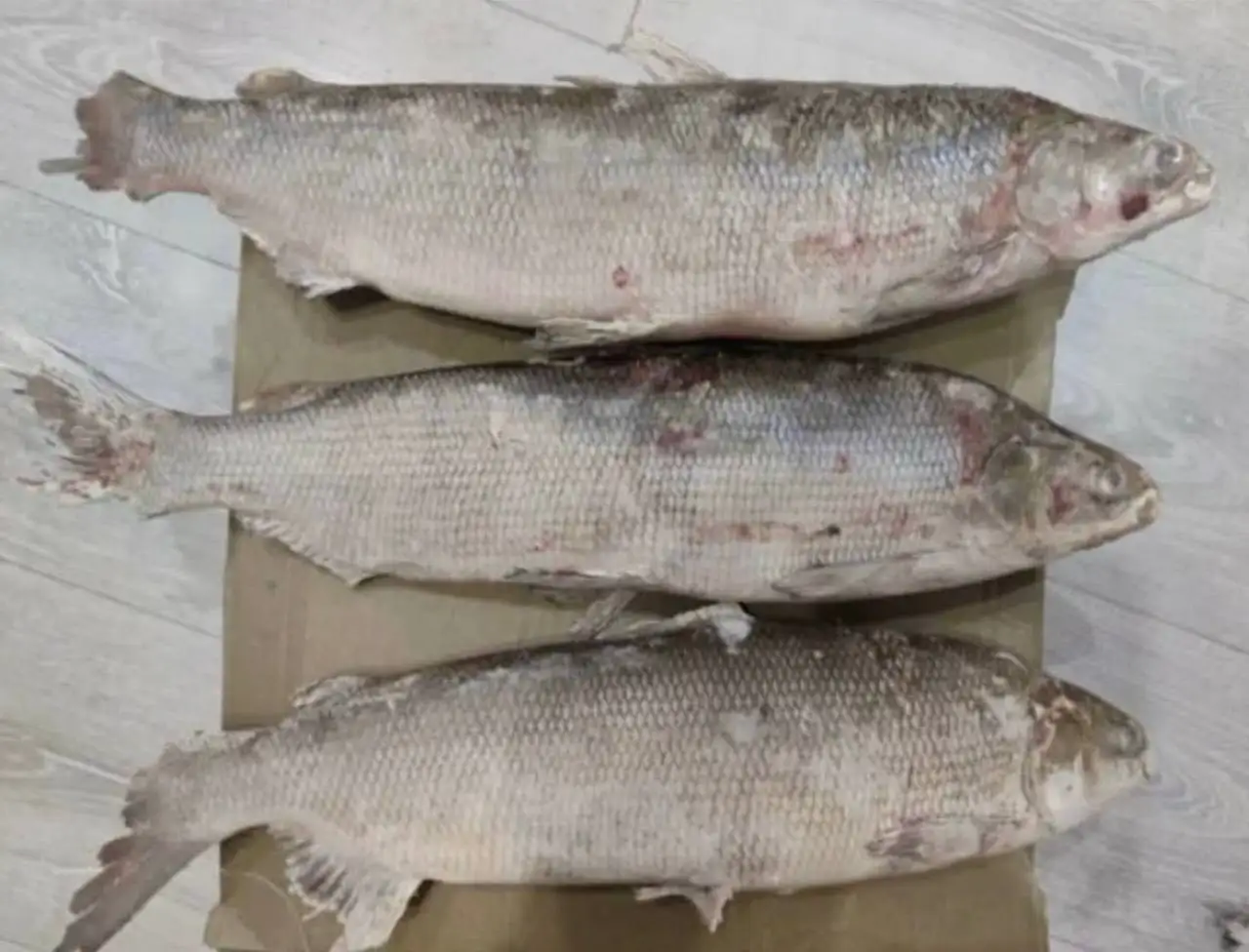 Свежемороженый щёкур (чир) вылов 2025 - Продукты питания (Барахолка) в Тюмень
