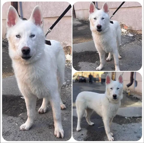 Шорти ищет дом - Животные в Тюмень