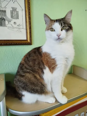 Кошка Тамиса ищет дом - Животные в Тюмень