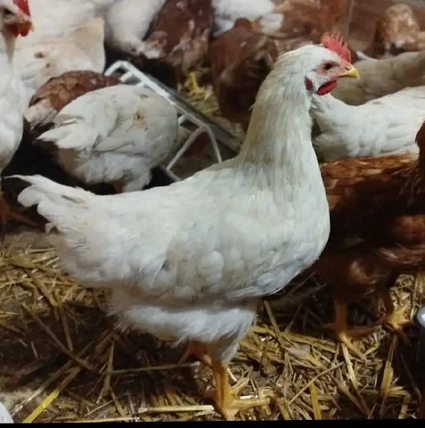Продажа молодых петушков Ломан браун - Животные в Тюмень