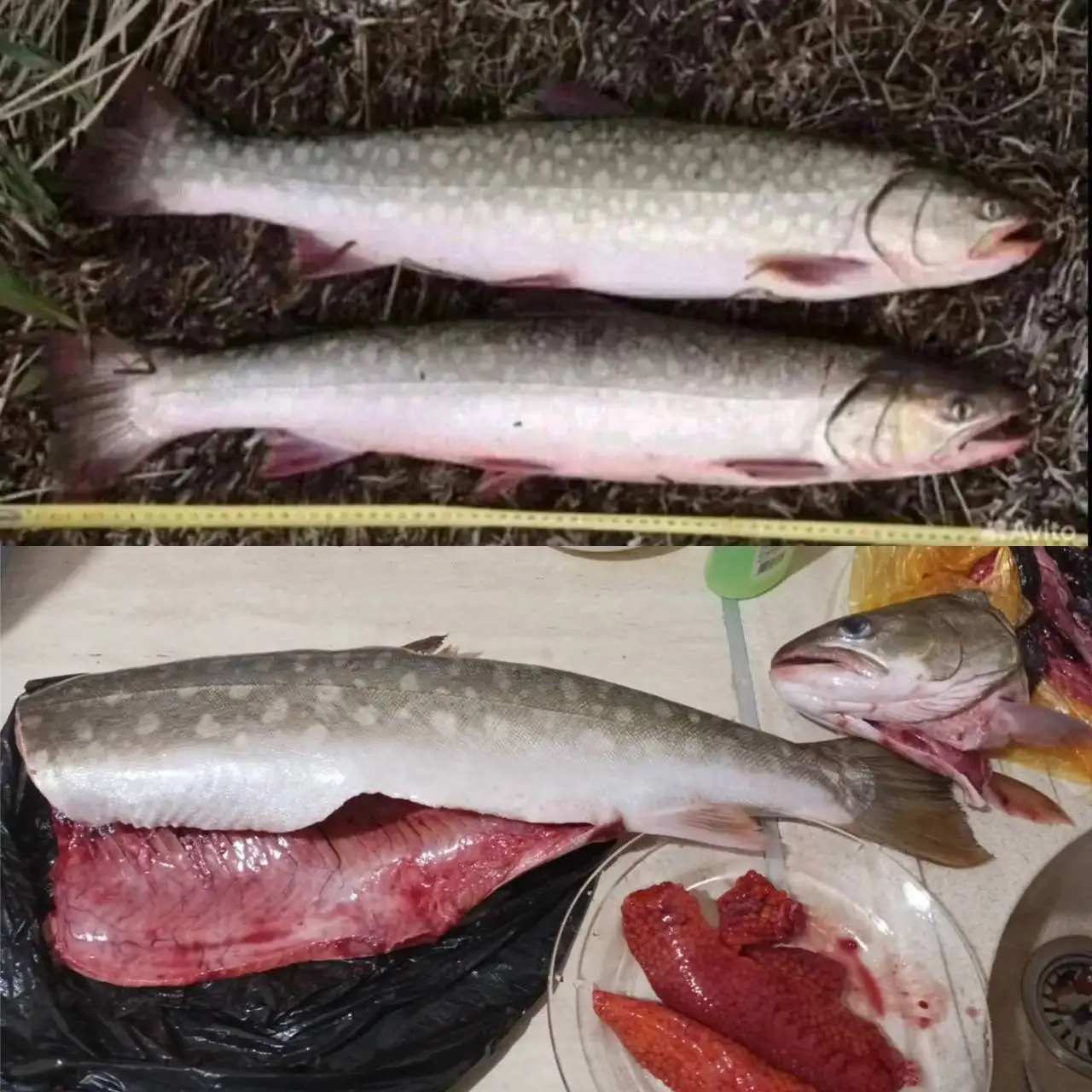 Свежая кунджа дальневосточная - Рыба и морепродукты (Барахолка) в Тюмень